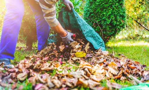 Person raking leaves into a bag
