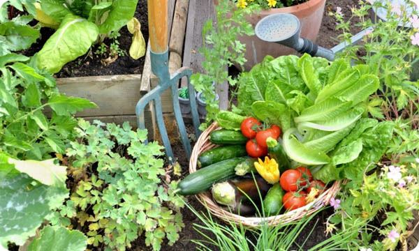 Basket Filled with Freshly Picked Seasonal Vegetables in the Garden